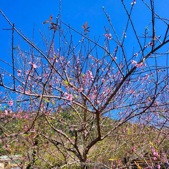 Ngắm hoa đào, hoa mận bung nở ở ở Mường Lống, Nghệ An