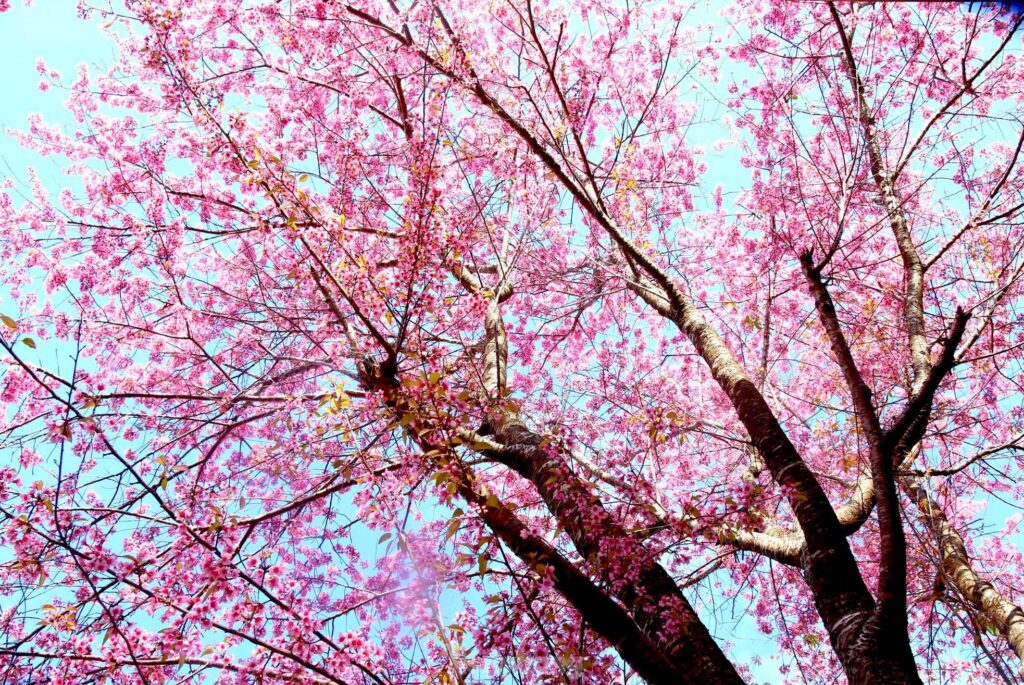 Ngắm hoa anh đào nở rộ giữa miền biên giới xứ Nghệ
