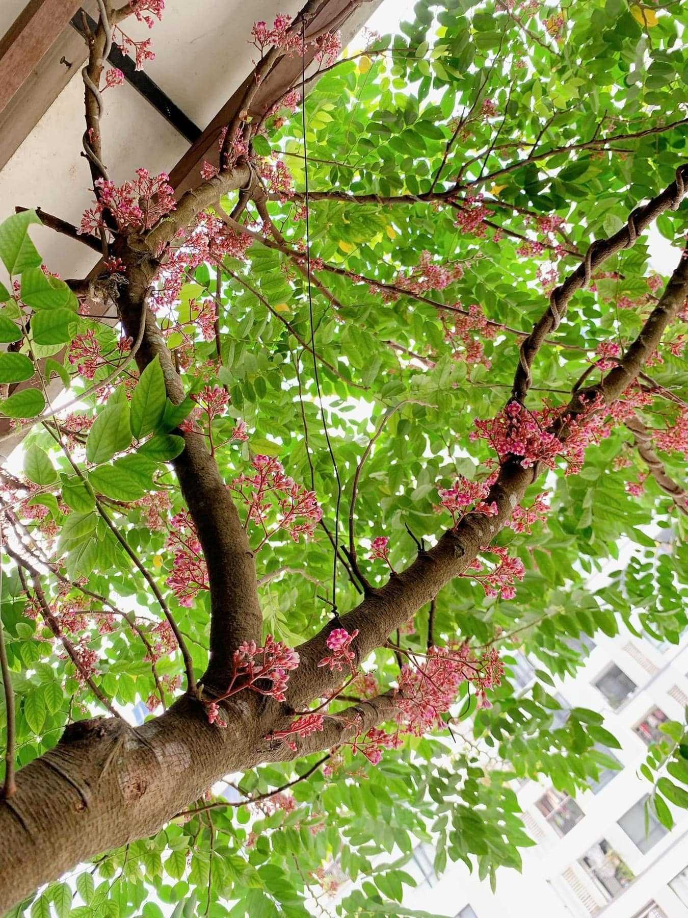 5 loại cây trồng ban công giúp giữ tiền tài, vượng khí
