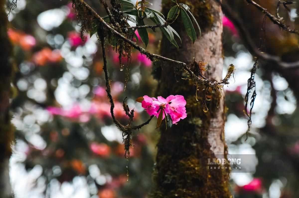 Tây Côn Lĩnh mùa hoa đỗ quyên nở rộ giữa sương mờ
