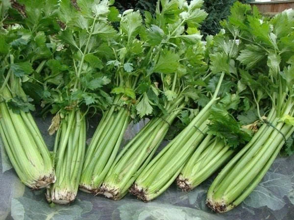 Loại rau được ví như “thần dược” cho tim mạch và não bộ, Việt Nam có cực nhiều