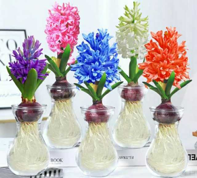 Tết này trồng hoa tiên ông rực rỡ, hương thơm ngát nhà