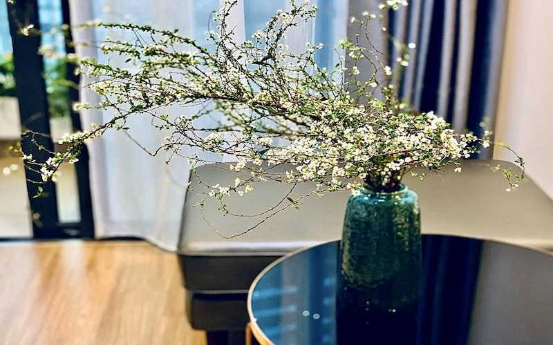 Hoa tuyết mai – Loại hoa được nhiều gia đình ưa chuộng dịp Tết