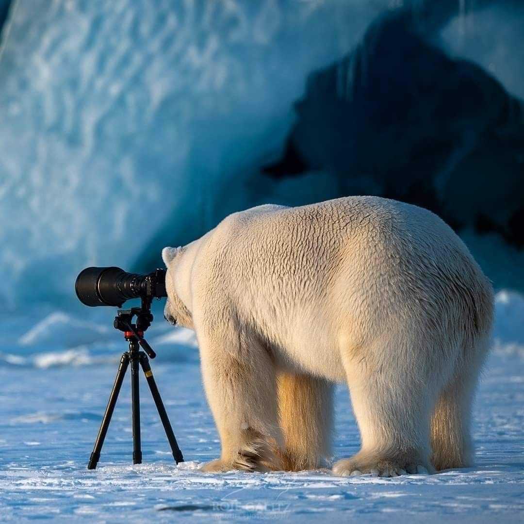 Gấu Bắc Cực ở Svalbard: Béo lên giữa băng tan – tín hiệu tích cực hay chỉ là khoảng lặng tạm thời?