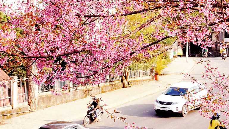 Đà Lạt nồng nàn sắc hoa mai anh đào
