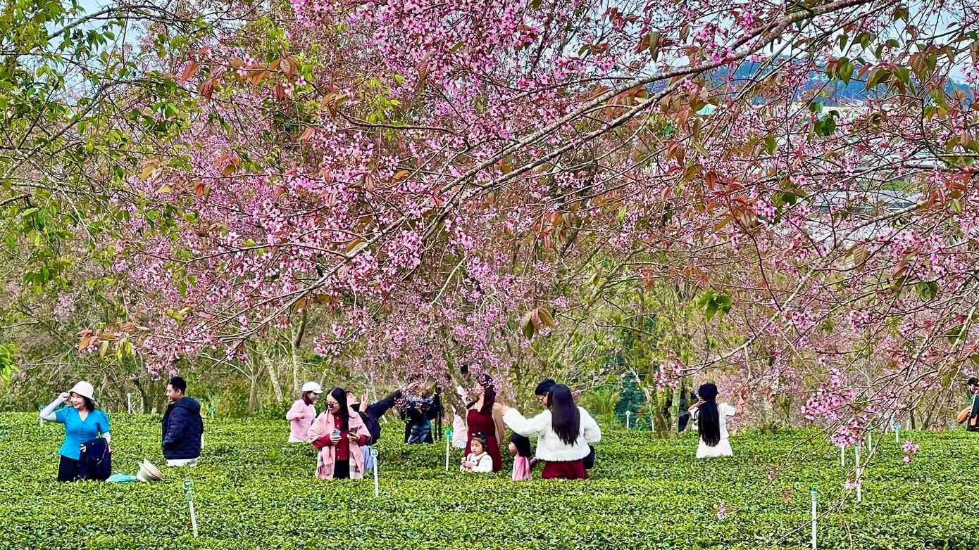 Cầu Đất vào mùa đẹp nhất: Mai anh đào bung nở giữa đồi chè xanh