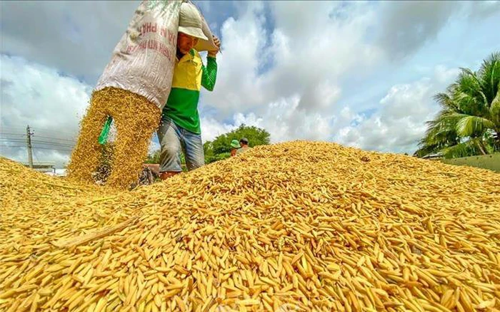 Giá nông sản hôm nay (26/1): Giá cà phê và hồ tiêu neo ở mức cao