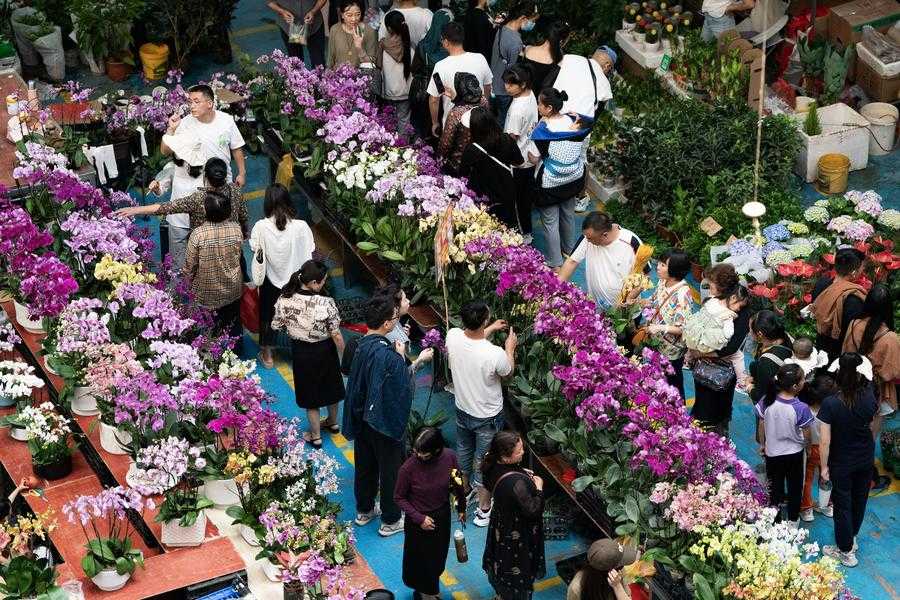 Thợ cắm hoa lan “hốt bạc” mùa Tết: Hàng hóa đặc thù lên ngôi ở các chợ hoa Hà Nội