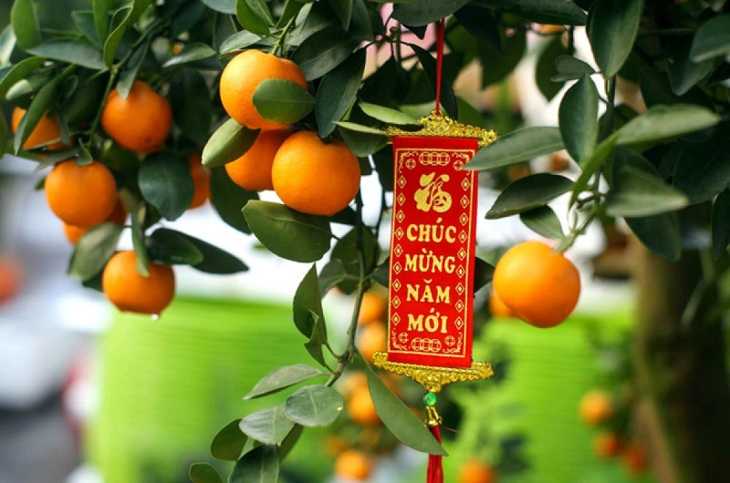 Những sai lầm trong cách chăm sóc khiến cây quất cảnh nhanh héo và rụng quả ngày Tết