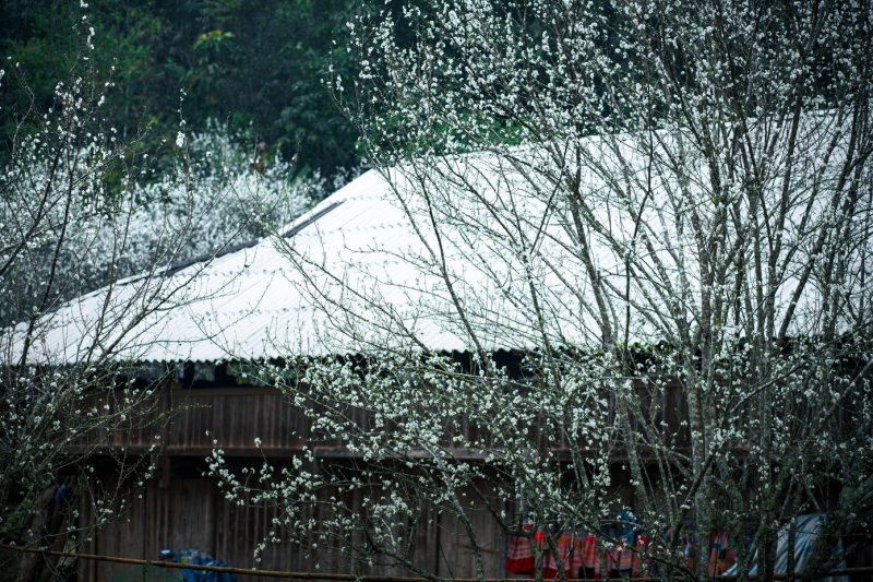 Hoa mận phủ trắng cao nguyên Bắc Hà