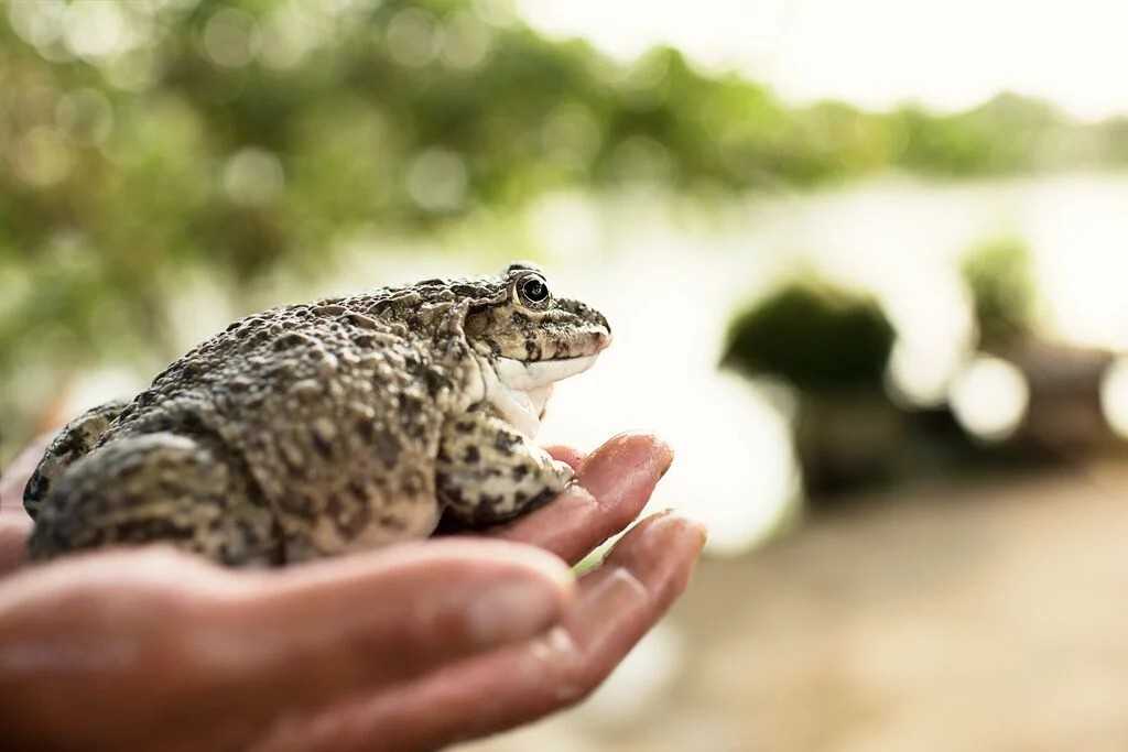 Mô hình nuôi ếch giúp người dân ở xã Cờ Đỏ (Cần Thơ) thoát nghèo