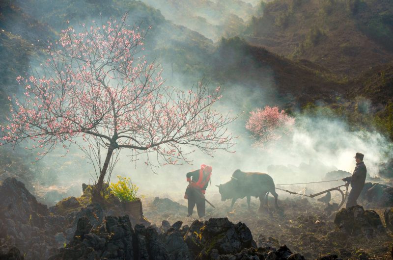 Xuân về vá rào đá