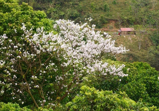 Hoa ban nở sớm gọi bước chân giới trẻ lên Tây Bắc