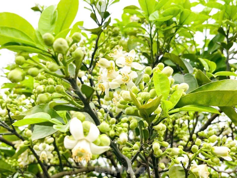 Tháng Ba mùa hoa bưởi: Thơm nhà, đẹp da, tốt cho sức khỏe