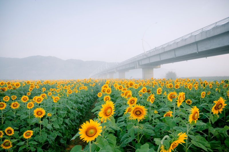 Sắc vàng hướng dương làm bừng sáng dòng Vu Gia