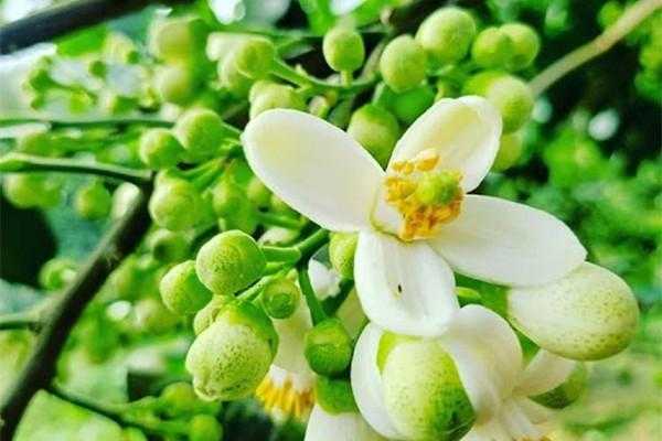 Hương bưởi tháng Ba: Nhẹ nhàng mà say đắm