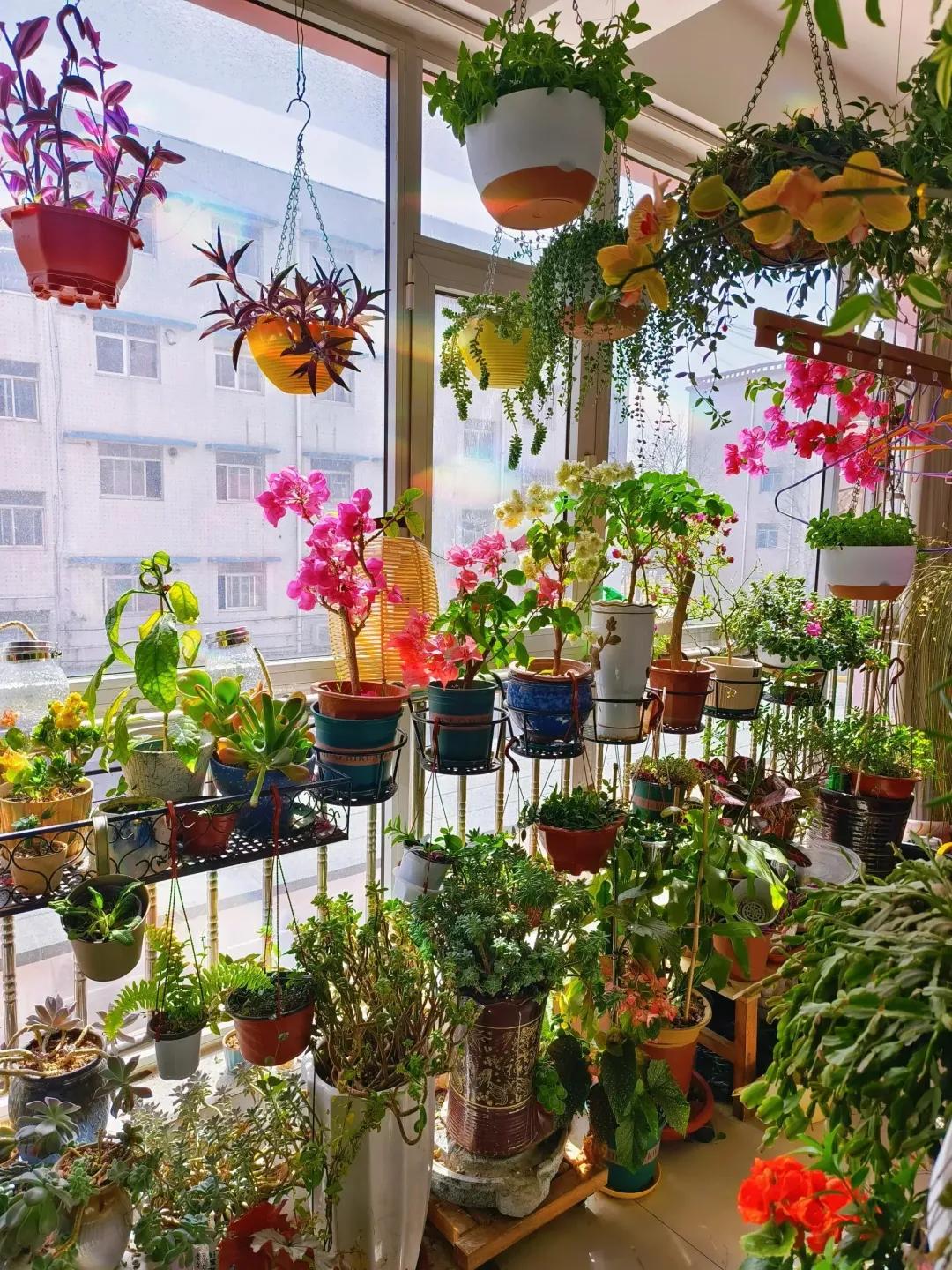Ban công 3m² của người phụ nữ 45 tuổi gây sốt: Trồng vài chậu cây đơn giản mà biến nhà thành nơi muốn về sớm mỗi ngày- Ảnh 2. Ban công 3m² của người phụ nữ 45 tuổi gây sốt: Trồng vài chậu cây đơn giản mà biến nhà thành nơi muốn về sớm mỗi ngày- Ảnh 2.