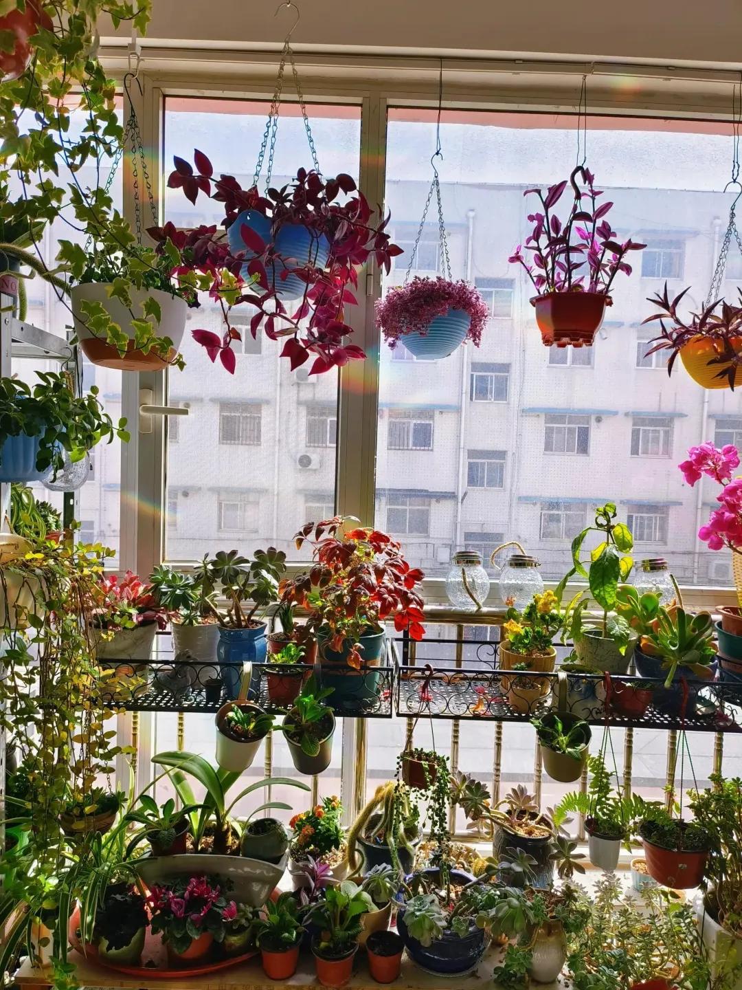 Ban công 3m² của người phụ nữ 45 tuổi gây sốt: Trồng vài chậu cây đơn giản mà biến nhà thành nơi muốn về sớm mỗi ngày- Ảnh 3. Ban công 3m² của người phụ nữ 45 tuổi gây sốt: Trồng vài chậu cây đơn giản mà biến nhà thành nơi muốn về sớm mỗi ngày- Ảnh 3.
